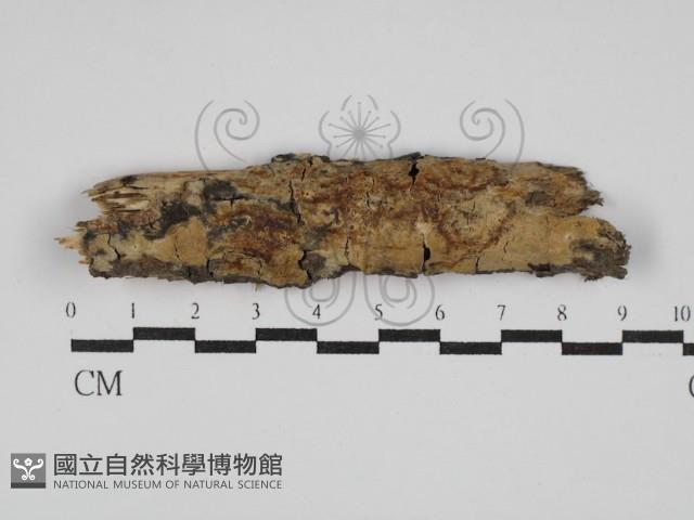 登錄號:F0029847藏品圖，第1張