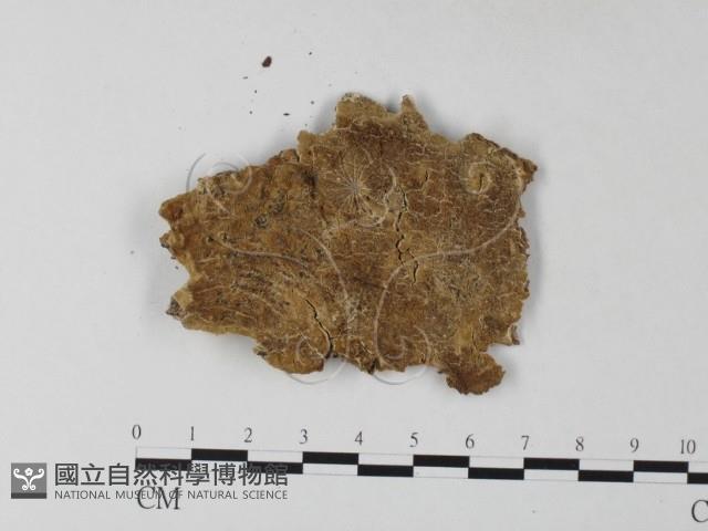 登錄號:F0023847藏品圖，第1張
