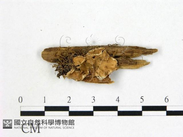 登錄號:F0013847藏品圖，第1張