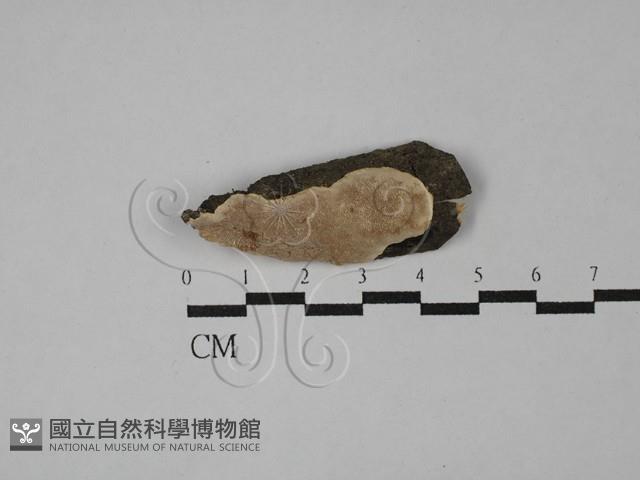 Accession Number:F0028947 Collection Image, Figure 1, Total 2 Figures