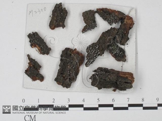 登錄號:F0008947藏品圖，第1張