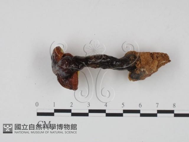 靈芝屬藏品圖，第1張