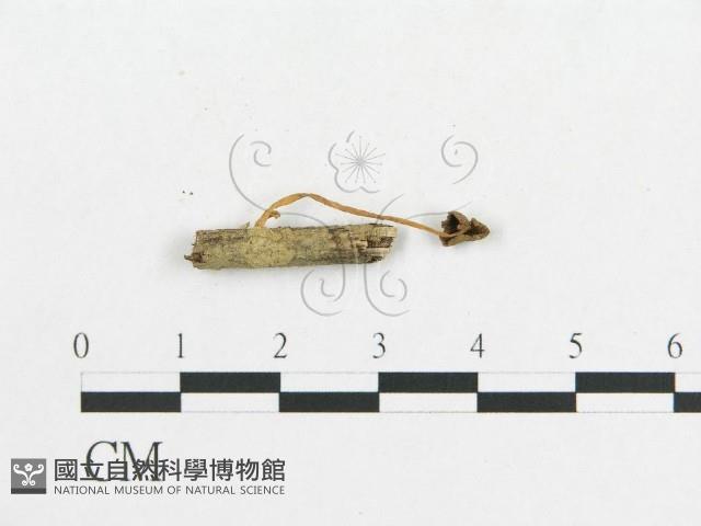 登錄號:F0010947藏品圖，第1張