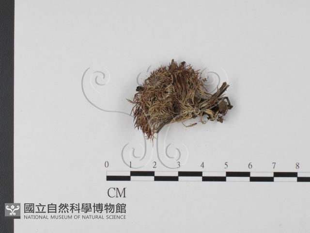 登錄號:F0016947藏品圖，第1張