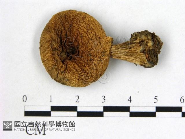 登錄號:F0021947藏品圖，第1張