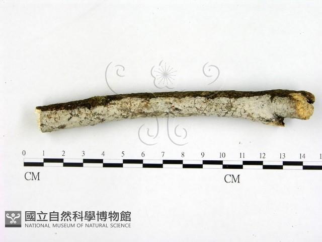 刺皮菌屬藏品圖，第1張