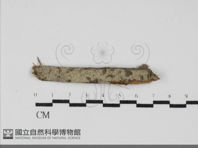 登錄號:F0031947藏品圖，第1張