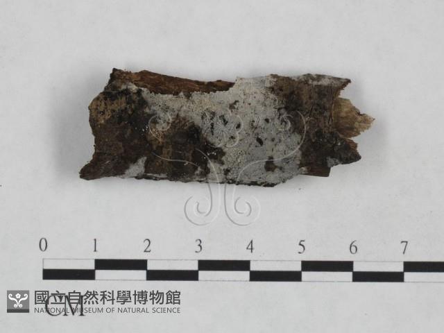 登錄號:F0024947藏品圖，第1張