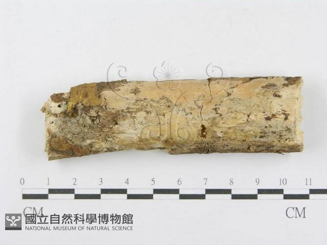 射脈菌屬藏品圖，第1張