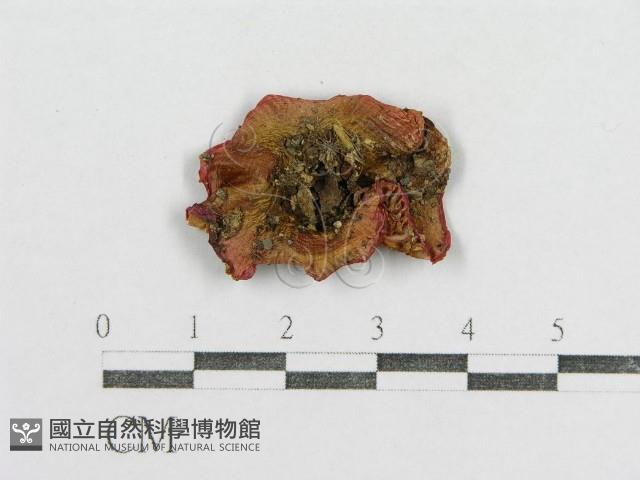 紅菇屬藏品圖，第1張