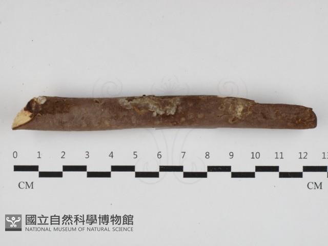 刺革菌屬藏品圖，第1張
