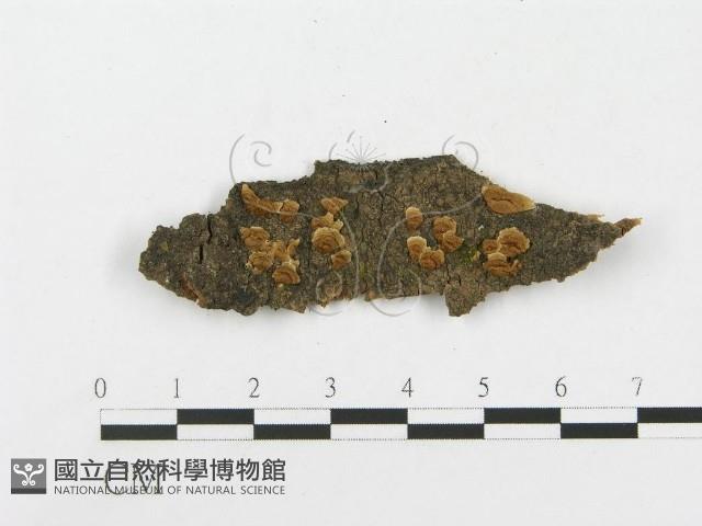登錄號:F0017947藏品圖，第1張