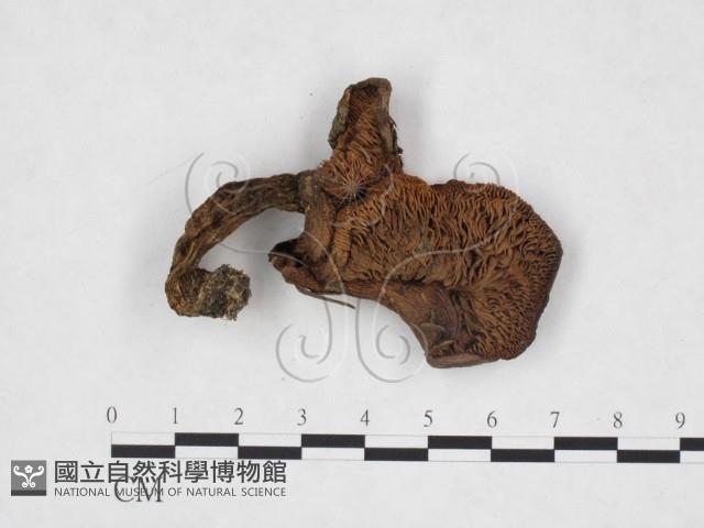 登錄號:F0025947藏品圖，第1張