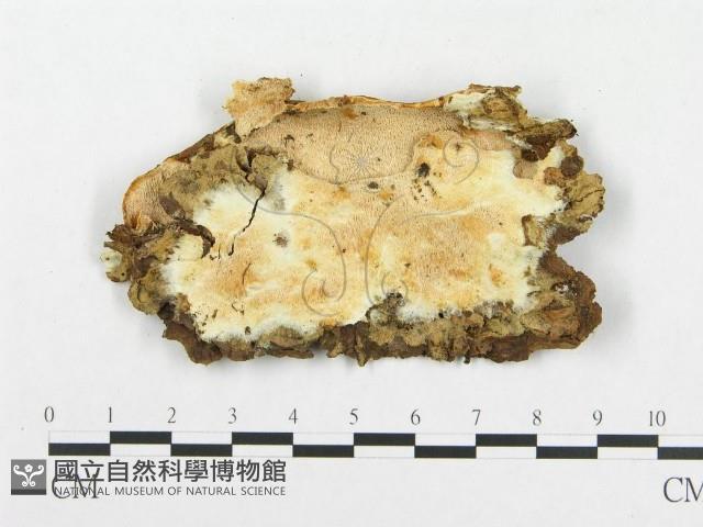 登錄號:F0005947藏品圖，第1張