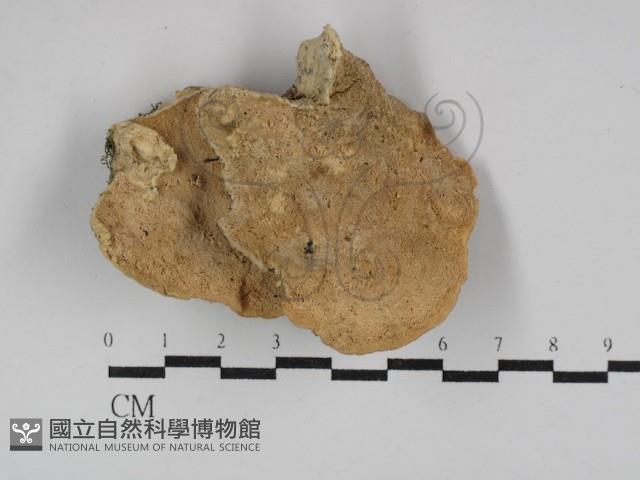 銳孔菌屬藏品圖，第1張