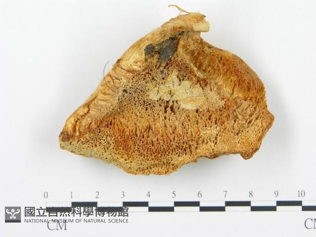 登錄號:F0013947藏品圖，第1張