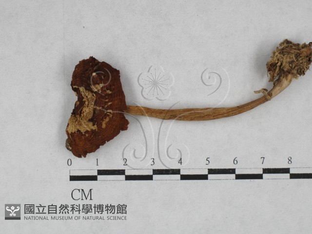 小皮傘屬藏品圖，第1張