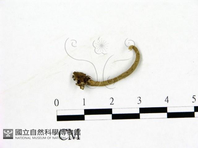 登錄號:F0018647藏品圖，第1張