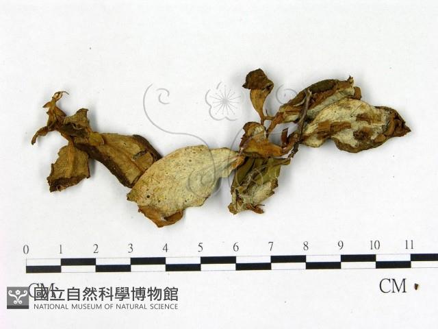 登錄號:F0020647藏品圖，第1張
