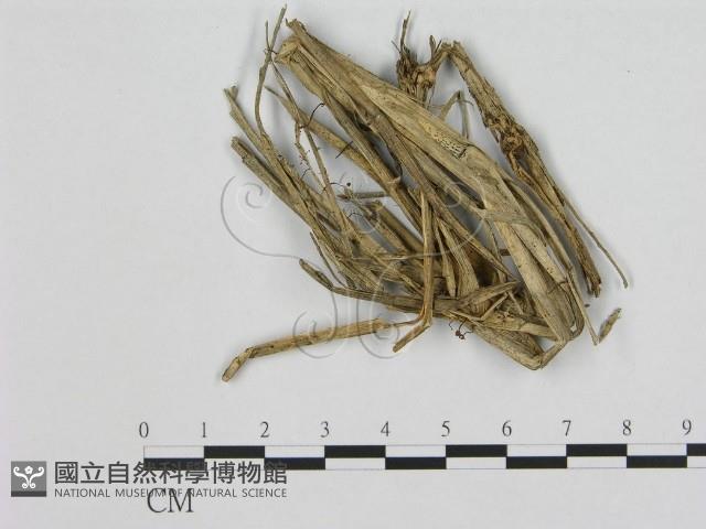 小皮傘屬藏品圖，第1張