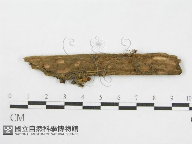 登錄號:F0010647藏品圖，第1張