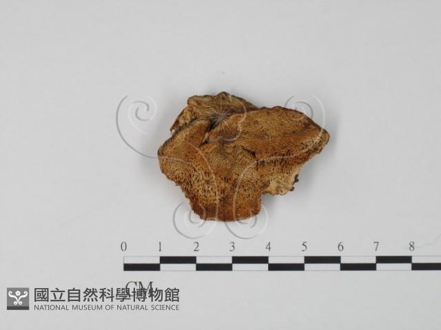 登錄號:F0006647藏品圖，第1張