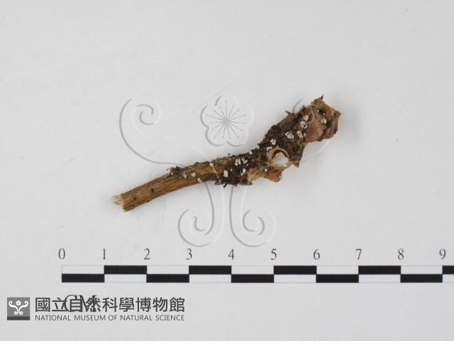 登錄號:F0016647藏品圖，第1張