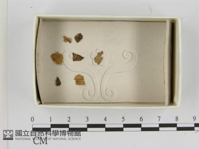 登錄號:F0021647藏品圖，第1張