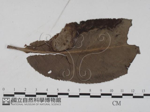 登錄號:F0011647藏品圖，第1張