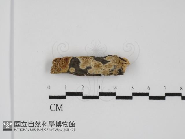 耙菌屬藏品圖，第1張