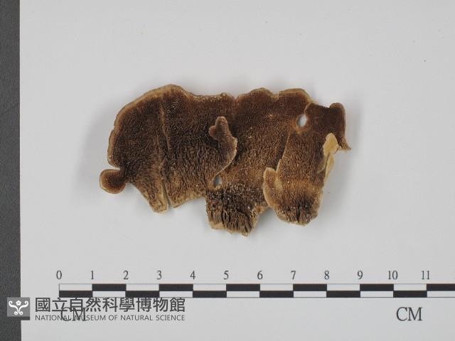 登錄號:F0004647藏品圖，第1張