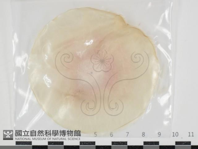 登錄號:F0034647藏品圖，第1張