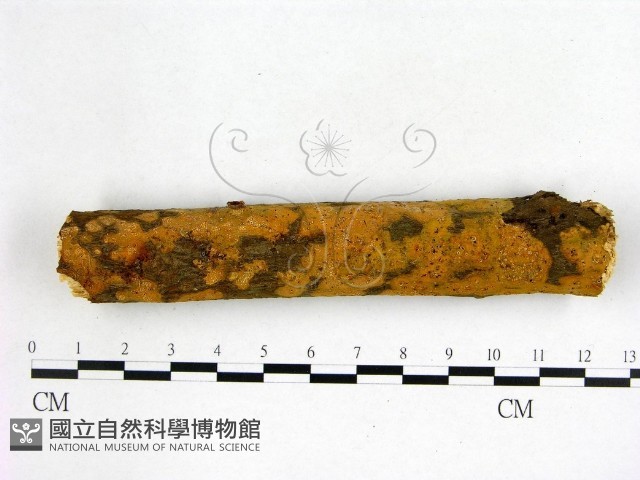 登錄號:F0022647藏品圖，第1張