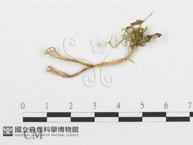 登錄號:F0002647藏品圖，第1張