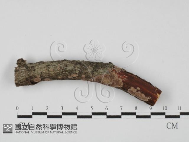 附毛菌屬藏品圖，第1張