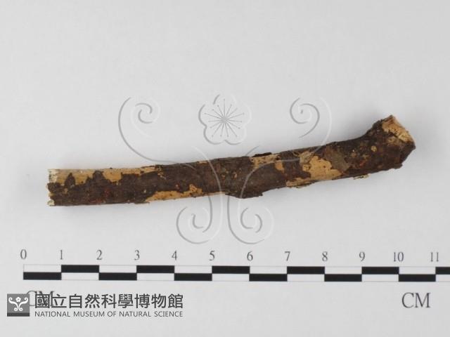 登錄號:F0025647藏品圖，第1張