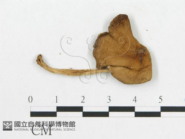 登錄號:F0009647藏品圖，第1張