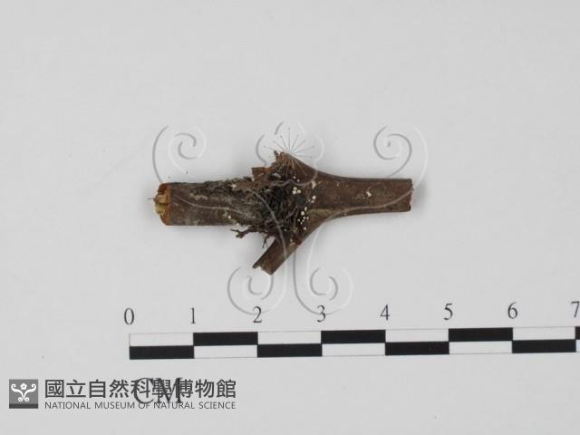 登錄號:F0019647藏品圖，第1張