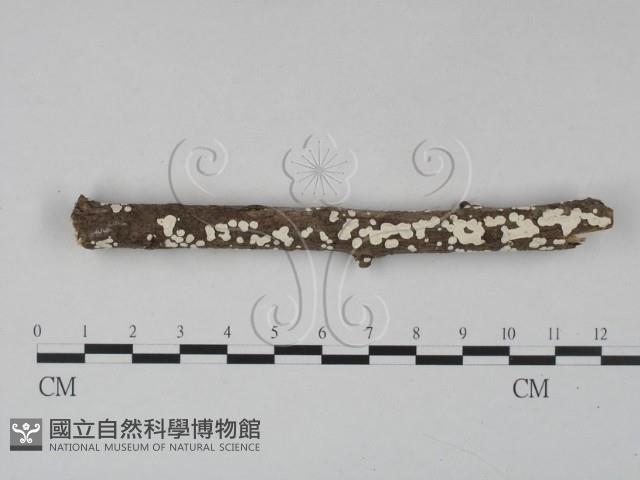 登錄號:F0023647藏品圖，第1張