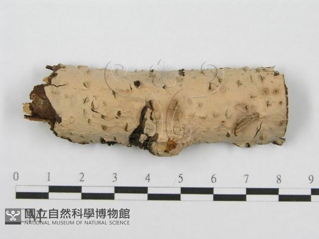 筍殼菌屬藏品圖，第1張