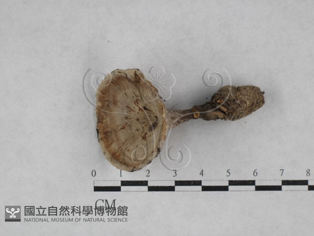 登錄號:F0028447藏品圖，第1張