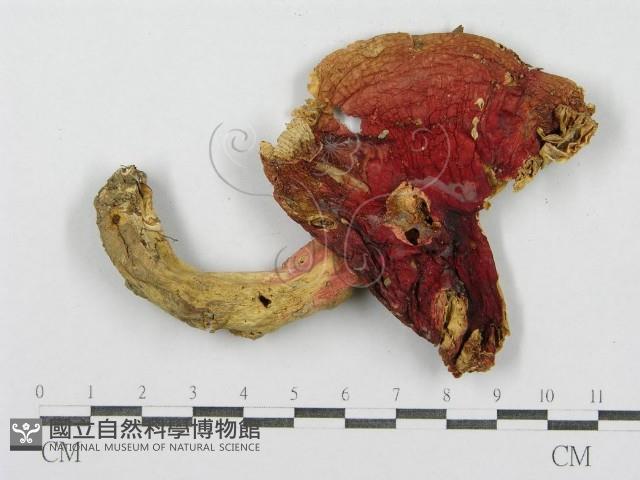 登錄號:F0008447藏品圖，第1張