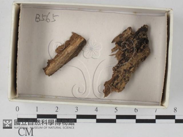 登錄號:F0018447藏品圖，第1張