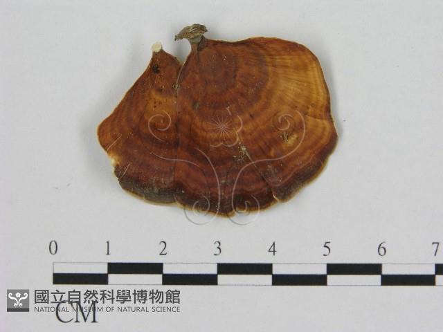 相鄰小孔菌藏品圖，第1張