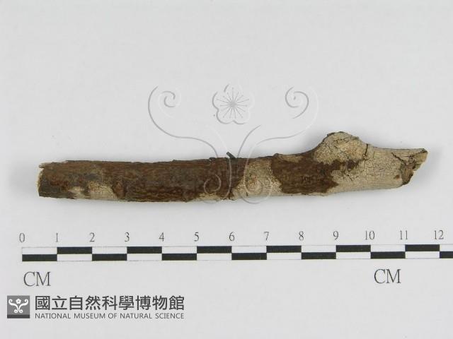 登錄號:F0010447藏品圖，第1張