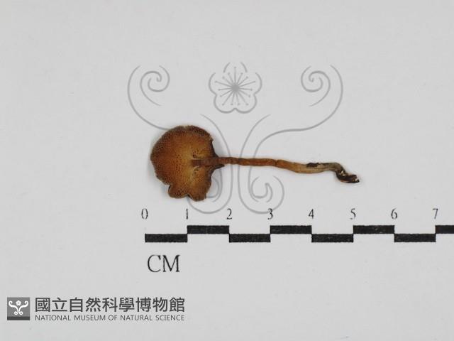 登錄號:F0030447藏品圖，第1張