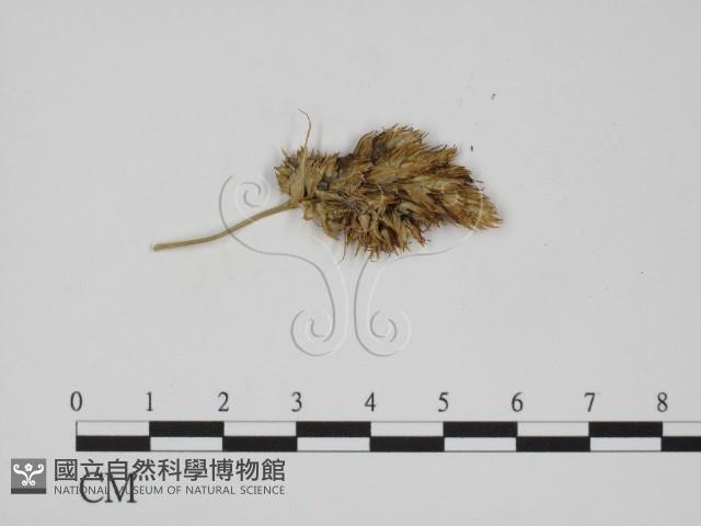 登錄號:F0011447藏品圖，第1張