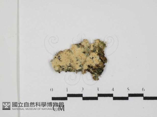 銳孔菌屬藏品圖，第1張