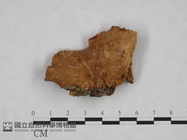 登錄號:F0014447藏品圖，第1張