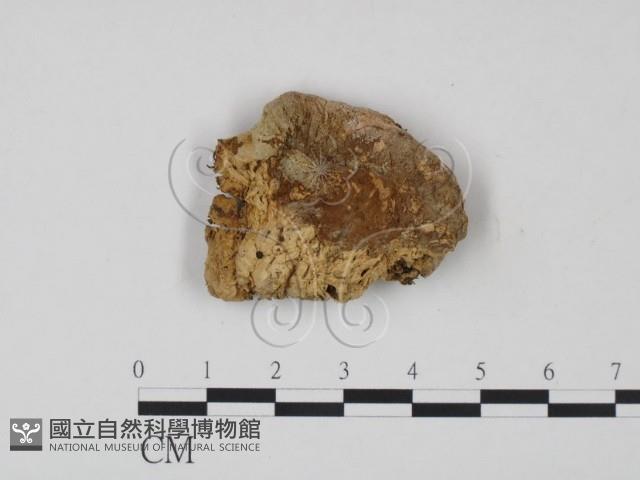 登錄號:F0002447藏品圖，第1張